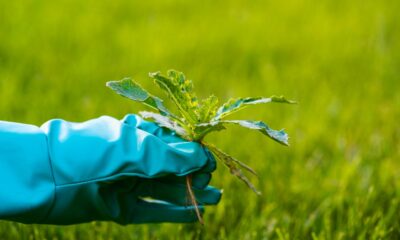 What are Some Effective Strategies for Eliminating Weeds