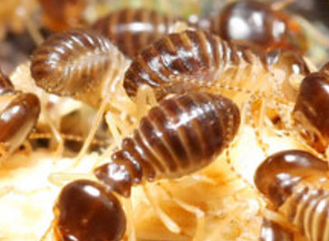 termite inspection augusta ga