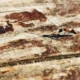 termite inspection virginia beach